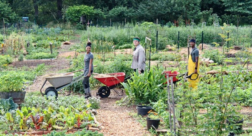 Three students pushing wheelbarrows pause for a photo in the middle of a green garden.